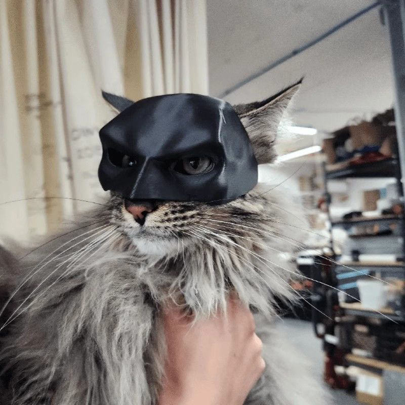 Halloween Black Bat Cat Avenge - Cosplay Bat Prop avis et prix