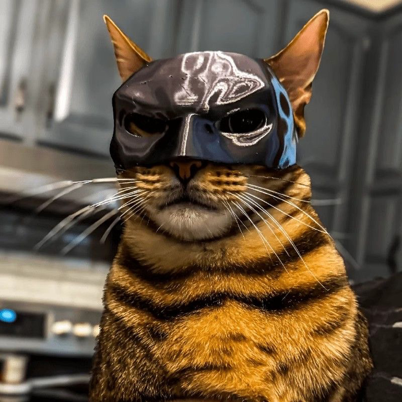 Halloween Black Bat Cat Avenge - Cosplay Bat Prop avis et prix