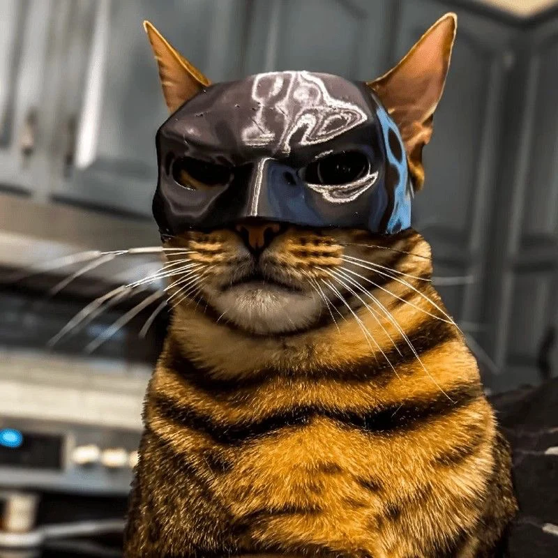 Cat Avenger Mask Bat Halloween - Cosplay Bat Prop avis et prix