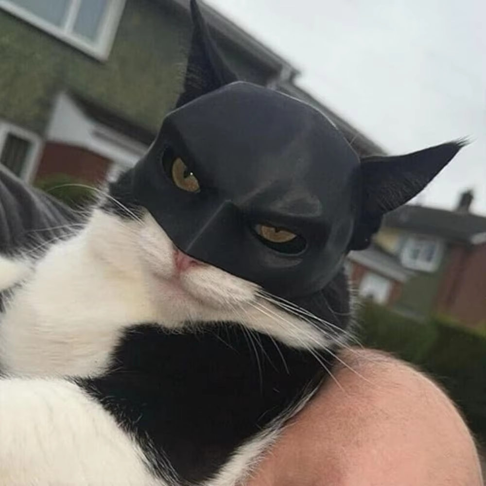 Cat Avenger Mask Bat Halloween - Cosplay Bat Prop avis et prix